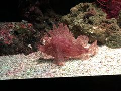 -暹罗海洋世界