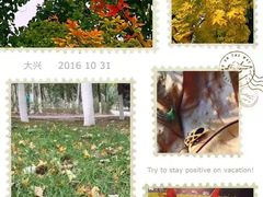 -大兴滨河森林公园