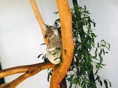 -费瑟代尔野生动物园