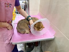 -北京观赏动物医院·24小时大型综合·猫专科·异宠专科