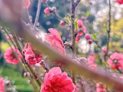 -桃花涧