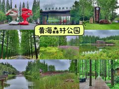-黄海国家森林公园