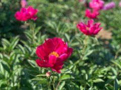 -扬州芍药园(仪征市)