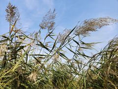 -西青郊野公园