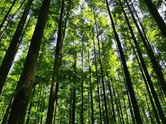 -山王坪喀斯特国家生态公园