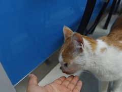 -康爱犬猫诊所·牙专科·骨外科·影像内科(丰宁店)