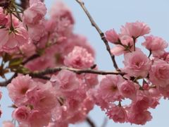 -天适樱花悠乐园