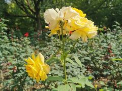 -上海共青森林公园