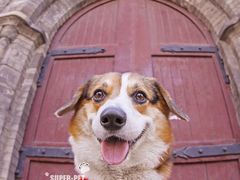 -超宠爱宠物摄影-Super pet