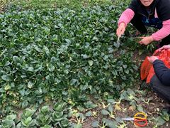 -小鱼草莓采摘园农家乐·小鱼餐厅