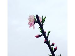 -樂桃源奉贤黄桃种植采摘基地