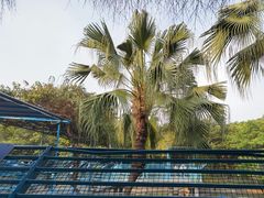 -广州长隆飞鸟乐园