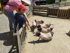 -前小桔亲子创意农场·草莓采摘·露营烧烤