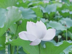 -成都市文化公园