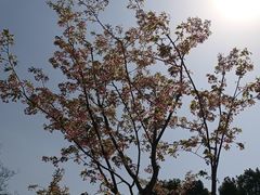 -顾村公园