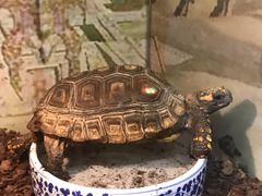 -上海大自然野生昆虫馆(东方明珠·爬宠昆虫探索中心)