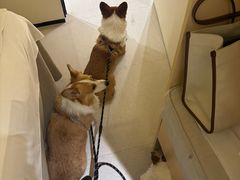 -三里屯东五街银杏大道
