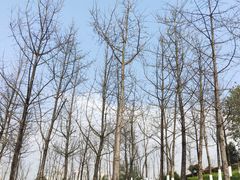 -重庆中央公园(渝北区)