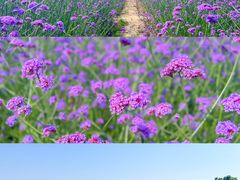-西京湾花海
