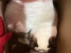 -御宝贝·A梦猫科宠物医院(国际猫友好医院)
