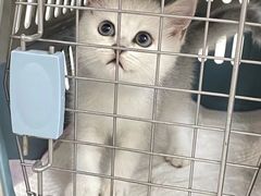 -lincat·猫舍(广州店)