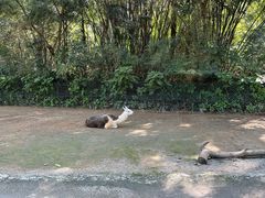 -广州长隆野生动物世界