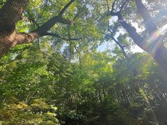 -上海佘山国家森林公园天马山园