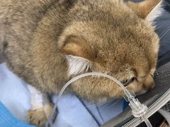-爱侣·安琦尔宠物医院·中兽医针灸·心内科·狂犬免疫点(宝山区院)