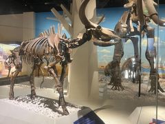 -国家自然博物馆