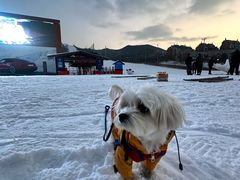 -富龙滑雪场
