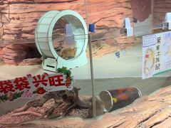 -正佳雨林生态植物园