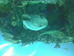 -广东省拱北口岸中国旅行社(华宾营业部)