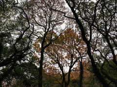 -普陀山风景区-佛顶山