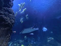 -西安曲江海洋极地公园