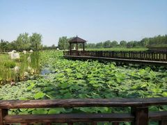 -羊亭河湿地公园