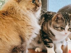 -猫小院猫主题餐厅(南锣旗舰店)