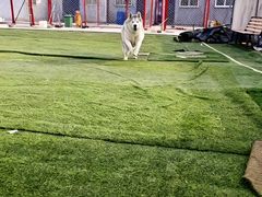 -宠物寄养训练学校