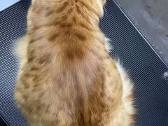 -PETKIT小佩宠物·低压洗护(国顺东路店)