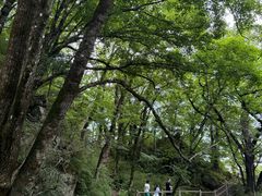 -牛背梁国家森林公园