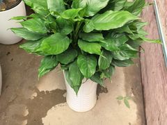 -金陵花卉交易市场