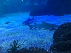 -常州海昌海洋探索馆