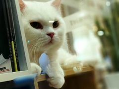 -袖虎·猫馆(体育西路店)