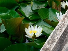 -大理洱源西湖景区