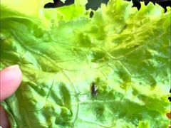 -九田家黑牛烤肉料理(珠江摩尔店)