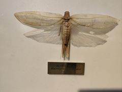 -上海昆虫博物馆