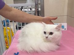 -北京观赏动物医院·24小时大型综合·猫专科·异宠专科