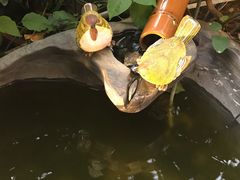 -财神鸡煲(华强北店)