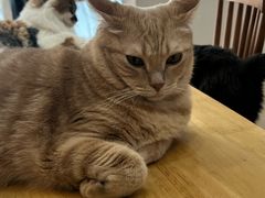 -是阿柴呀！柴犬咖啡·爱喵喵猫咖