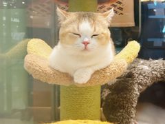 -momokira米努特·德文卷毛猫·棉花面纱犬