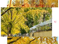 -三里屯东五街银杏大道